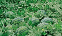 开平网红吃瓜群微信,揭秘网络红人的幕后故事